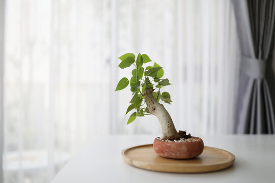 Ficus religiosa bonsai in small plant pot on white desk