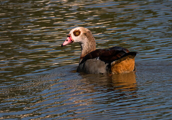 Egyptian Goose