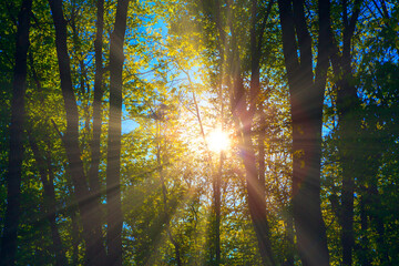 Trees with sun rays . Morning sunshine in the forest . Fairytale woodland 