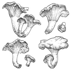 Chanterelle mushrooms set. Vector illustration of mushrooms on white background. Hand drawn style