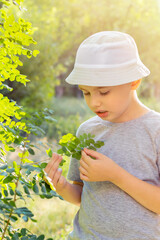 Obraz premium A young curious child in a hat explores the world for a walk in a summer park. A boy examines a plant, holds green leaves and a branch in his hand and looks carefully.