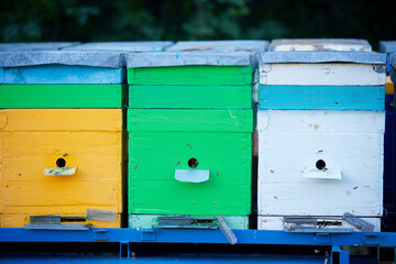 Hives for bees. Gardening and production of natural food products.