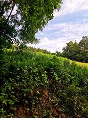 wychylając sie z lasu