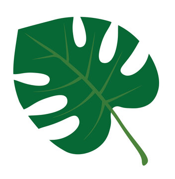 Monstera