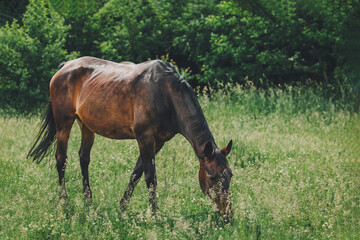 Beautiful horse grazing in the meadow. Summer meadow in a sunny day.