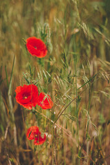 Fototapeta premium Beautiful red poppies in a summer meadow.