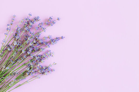 Beautiful lavender floers on a violet pastel background.