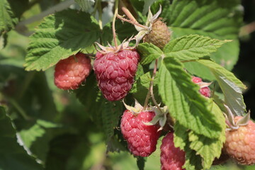 A raspberry bush with red berries grows in the garden.