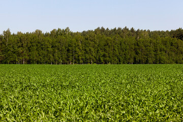 agricultural field with green corn