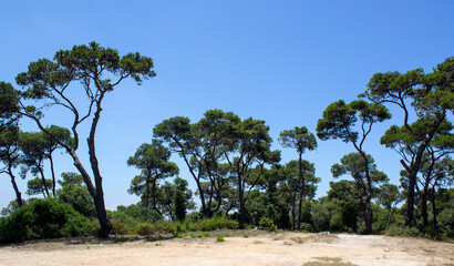 Beautiful green trees on blue sky background. Nature of Middle East. Carmel National Park, Haifa, Israel.