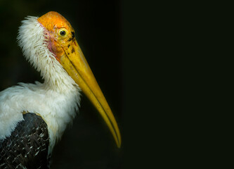 Lesser adjutant