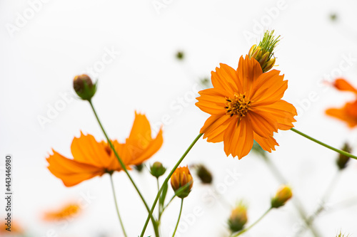 曇り空の下のコスモス畑に咲くキバナコスモス 背景 壁紙 Air Wall Mural A Bluebellivy