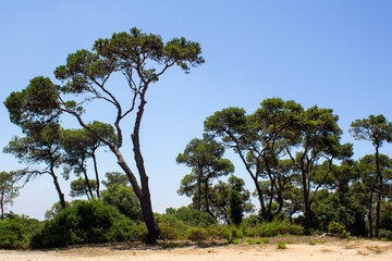 Fototapeta na wymiar Beautiful green trees on blue sky background. Nature of Middle East. Carmel National Park, Haifa, Israel.