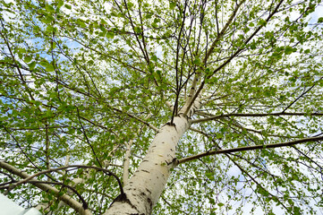 close-up - a bottom-up view of a high birch trunk with blossoming young leaves