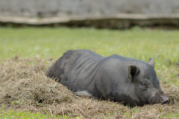 Cerdo negro durmiendo en un pequeño charco en el cesped