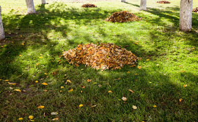 foliage gathered by the janitor