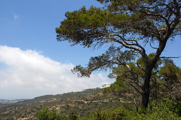 Obraz premium Beautiful tree on a hill. Blue cloudy sky on background. Summer in Israel. Blank space for text. 