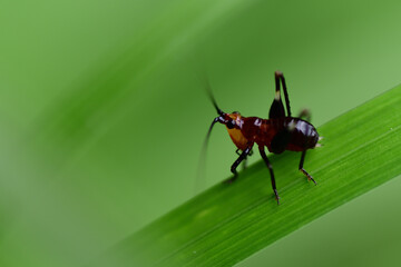 ササキリの幼虫（埼玉県/7月）