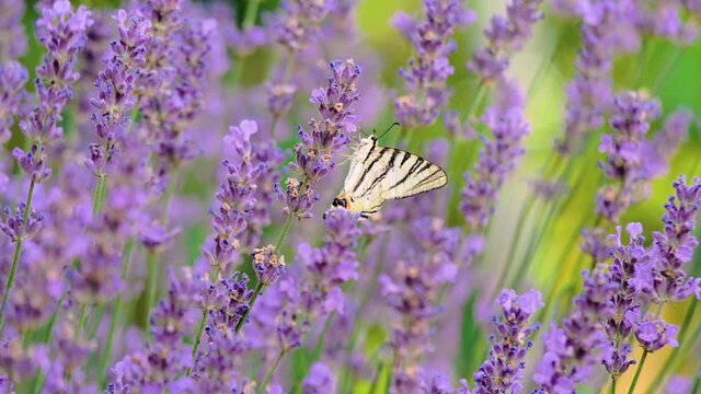 Beautiful butterfly on a flower. Summer field. Slow motion shot.