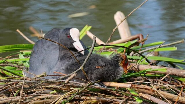 Eurasian coot (Fulica atra) in nest with baby bird juvenile, lake wildlife in spring.