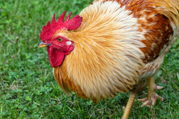 Rooster in the garden