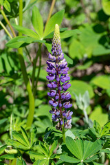 purple lupin flower spike against a green background