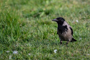 Hooded crow (Corvus cornix)