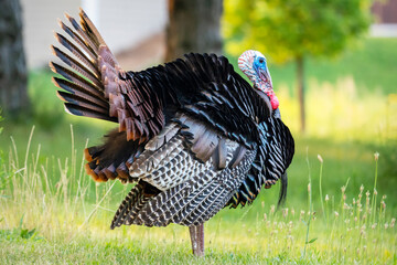 A wild turkey struts his stuff along the side of the road in Waukesha County, Wisconsin.