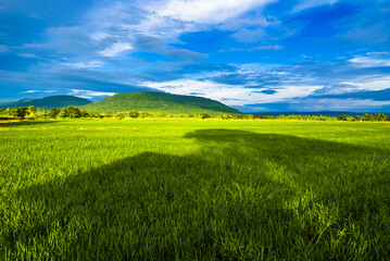 Obraz premium Green rice field with bright sunlight and blue sky after the rain