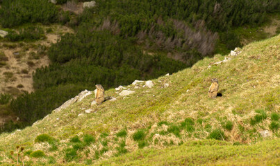 Marmots (Marmota marmota latirostris) in the Tatra Mountains.