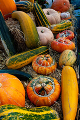 pumpkins and gourds