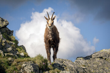 Tatra Chamois ( Rupicapra rupicapra tatrica ).