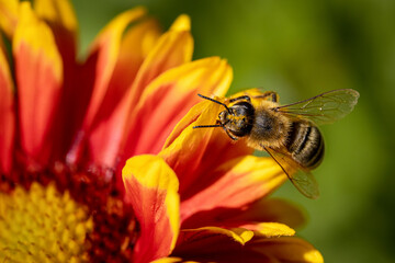 Bee on a orange flower collecting pollen and nectar for the hive