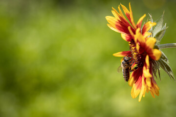 Bee on a orange flower collecting pollen and nectar for the hive