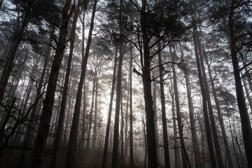 Trees growing in forest in foggy morning