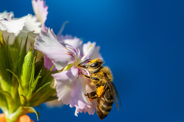Bee on a white flower collecting pollen and nectar for the hive blue background