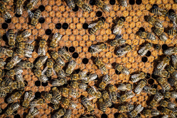 Bees working on a frame in a healthy hive