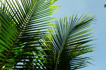 The foliage of green coconut trees contrasts with the bright sky.