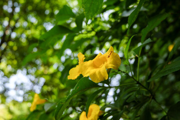 Yellow elder, Trumpetbush, Trumpetflower, Yellow trumpet-flower, Yellow trumpetbush