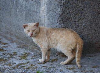 A light-red yellow-eyed cat at the gray wall of the house