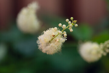 Native Black Cohosh flower