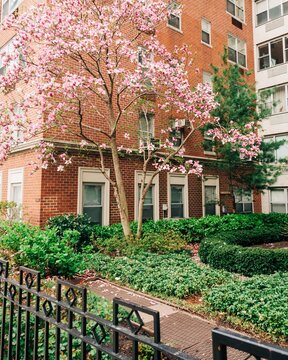 A tree with pink flowers in front of a building, West Village, New York, New York