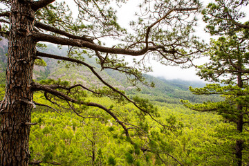 Spring in Cumbrecita, Caldera De Taburiente Nature Park, La Palma Island, Canary Islands, Spain