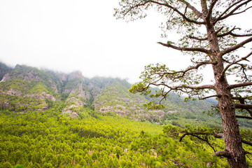 Fototapeta premium Spring in Cumbrecita, Caldera De Taburiente Nature Park, La Palma Island, Canary Islands, Spain