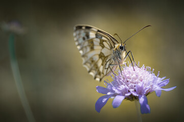 Butterfly on a flower - France