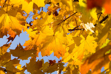 Autumn maple foliage
