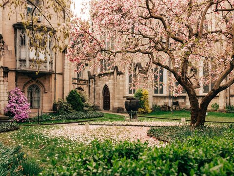 Grace Church with cherry blossom trees, in the East Village, Manhattan, New York City