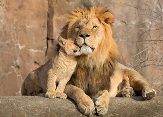 The baby lion is caressing the father lion