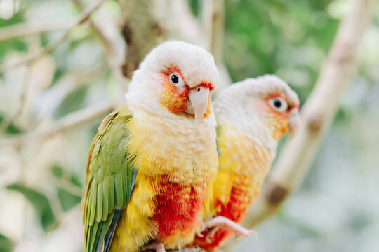 Beautiful colorful green and yellow parrot conures closeup portrait sitting on tree
