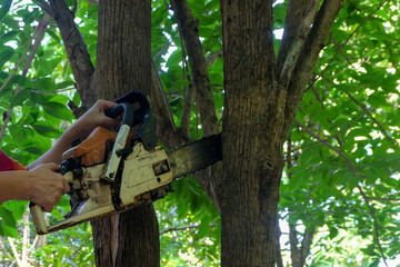 Chain saws for tree trimming
